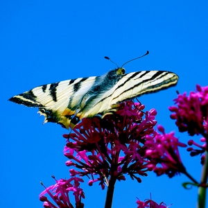 Un papillon jaune sur une fleur - Turquie  - collection de photos clin d'oeil, catégorie animaux